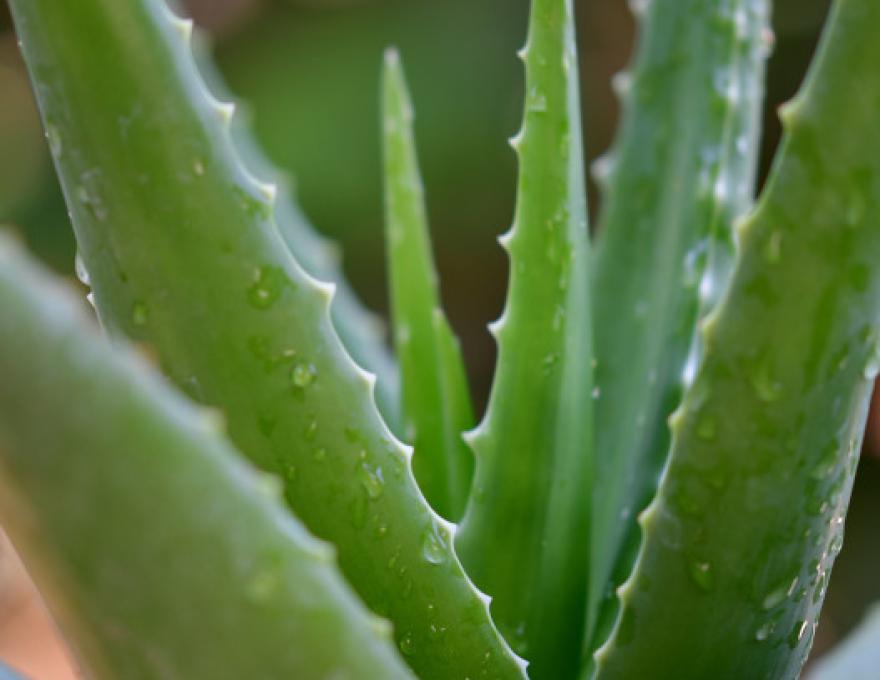 NYMFES NATURAL PRODUCTS4 NYMFES NATURAL PRODUCTS4